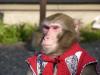 monkey